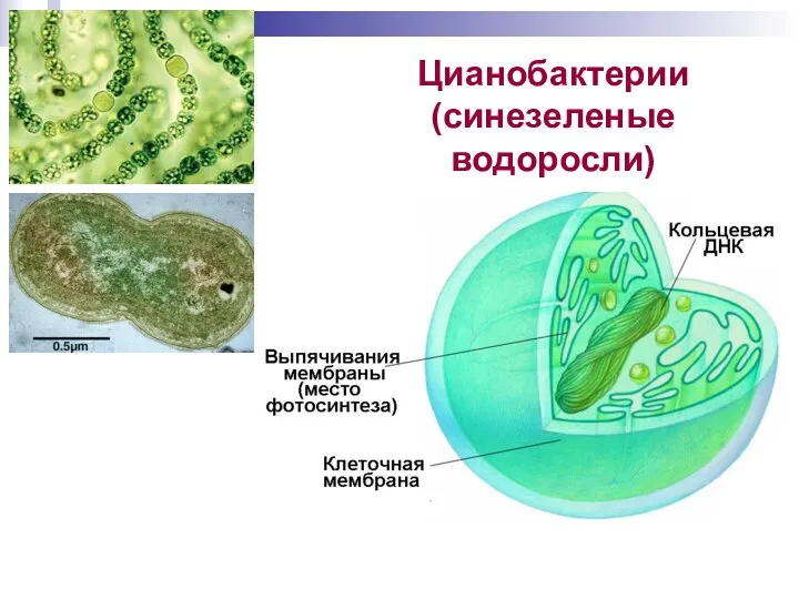 Цианобактерии (синезеленые водоросли)