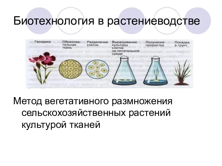 Биотехнология в растениеводстве Метод вегетативного размножения сельскохозяйственных растений культурой тканей