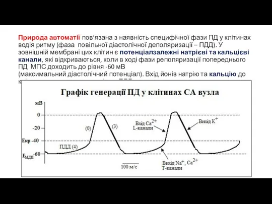 Природа автоматії пов’язана з наявність специфічної фази ПД у клітинах водія ритму