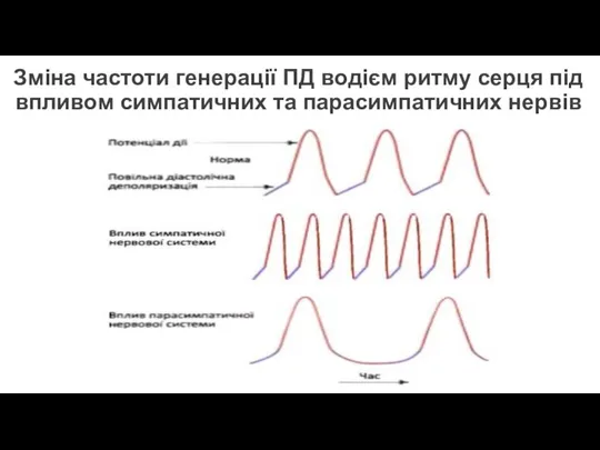 Зміна частоти генерації ПД водієм ритму серця під впливом симпатичних та парасимпатичних нервів