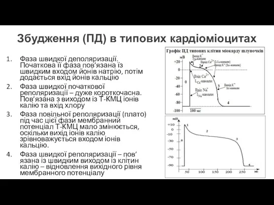 Збудження (ПД) в типових кардіоміоцитах Фаза швидкої деполяризації. Початкова її фаза пов’язана