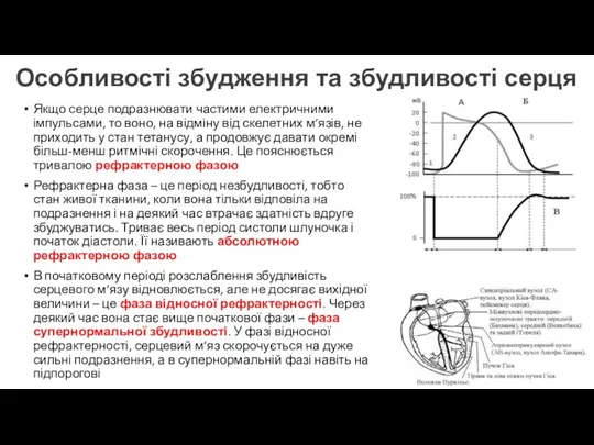 Особливості збудження та збудливості серця Якщо серце подразнювати частими електричними імпульсами, то