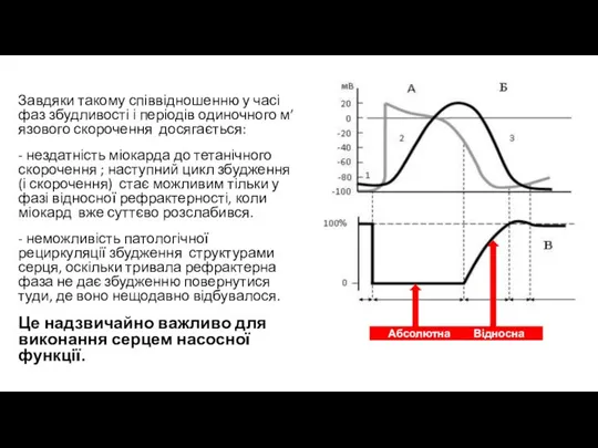 Завдяки такому співвідношенню у часі фаз збудливості і періодів одиночного м’язового скорочення