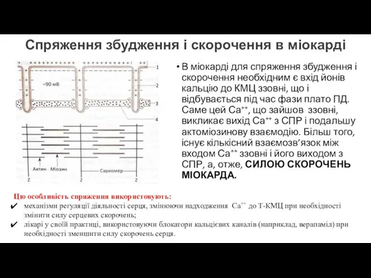 Спряження збудження і скорочення в міокарді В міокарді для спряження збудження і