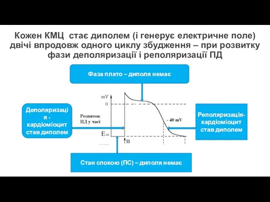 Кожен КМЦ стає диполем (і генерує електричне поле) двічі впродовж одного циклу