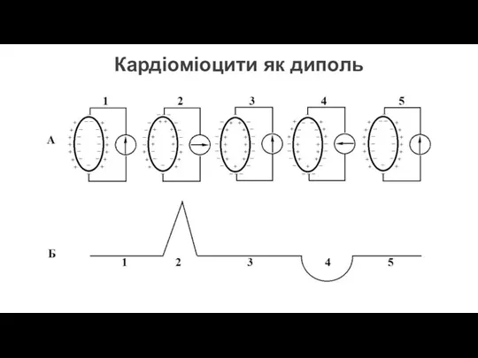 Кардіоміоцити як диполь