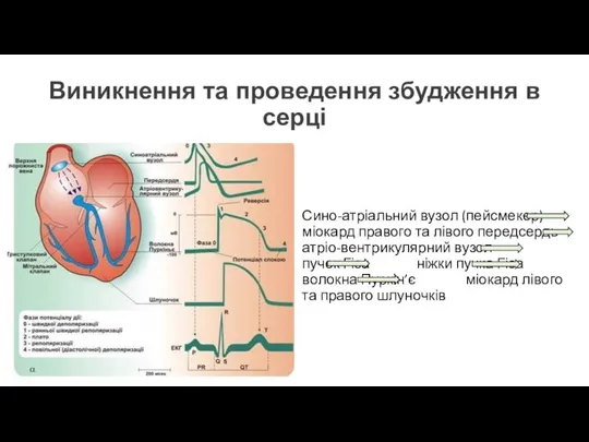 Виникнення та проведення збудження в серці Сино-атріальний вузол (пейсмекер) міокард правого та
