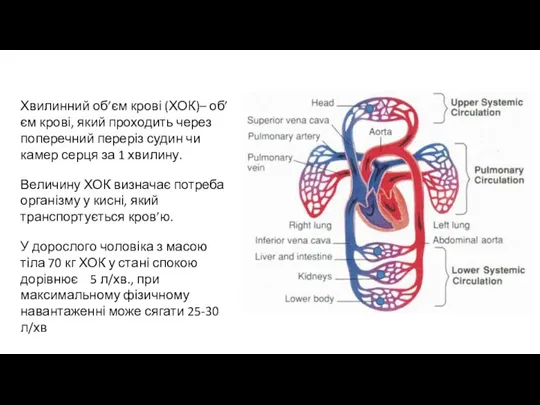 Хвилинний об’єм крові (ХОК)– об’єм крові, який проходить через поперечний переріз судин