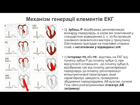 Механізм генерації елементів ЕКГ 1) 3убець Р: відображає деполяризацію міокарду передсердь, в