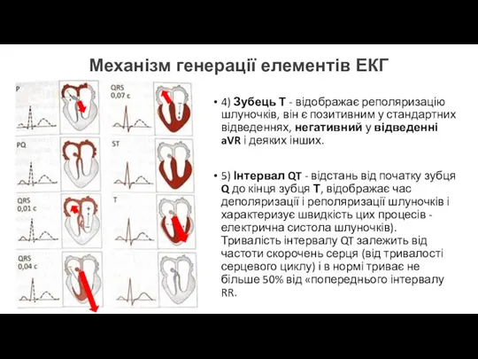 Механізм генерації елементів ЕКГ 4) Зубець Т - відображає реполяризацію шлуночків, він