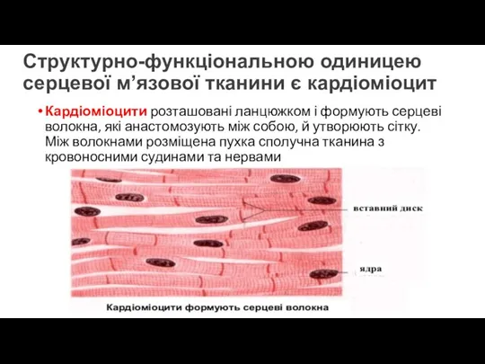 Структурно-функціональною одиницею серцевої м’язової тканини є кардіоміоцит Кардіоміоцити розташовані ланцюжком і формують