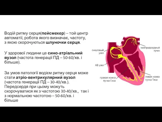 Водій ритму серця(пейсмекер) – той центр автоматії, робота якого визначає, частоту, з