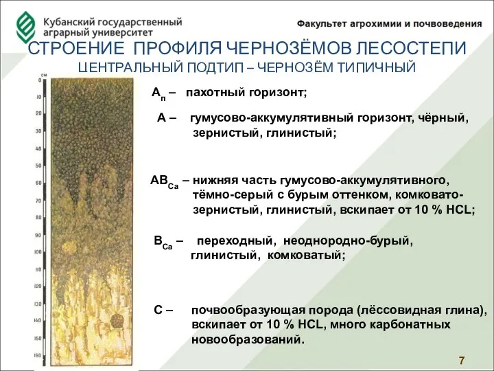 СТРОЕНИЕ ПРОФИЛЯ ЧЕРНОЗЁМОВ ЛЕСОСТЕПИ ЦЕНТРАЛЬНЫЙ ПОДТИП – ЧЕРНОЗЁМ ТИПИЧНЫЙ Ап – пахотный