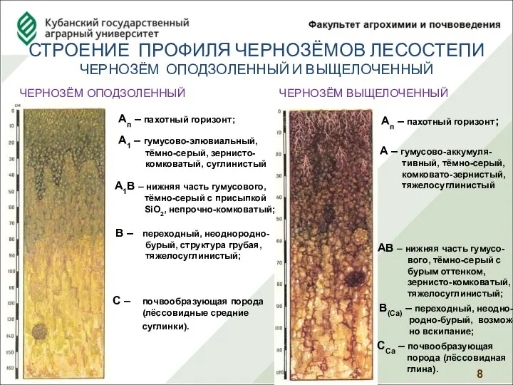 СТРОЕНИЕ ПРОФИЛЯ ЧЕРНОЗЁМОВ ЛЕСОСТЕПИ ЧЕРНОЗЁМ ОПОДЗОЛЕННЫЙ И ВЫЩЕЛОЧЕННЫЙ ЧЕРНОЗЁМ ОПОДЗОЛЕННЫЙ А1 –