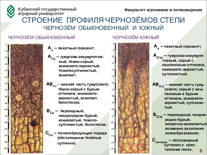 СТРОЕНИЕ ПРОФИЛЯ ЧЕРНОЗЁМОВ СТЕПИ ЧЕРНОЗЁМ ОБЫКНОВЕННЫЙ И ЮЖНЫЙ ЧЕРНОЗЁМ ОБЫКНОВЕННЫЙ АСа –