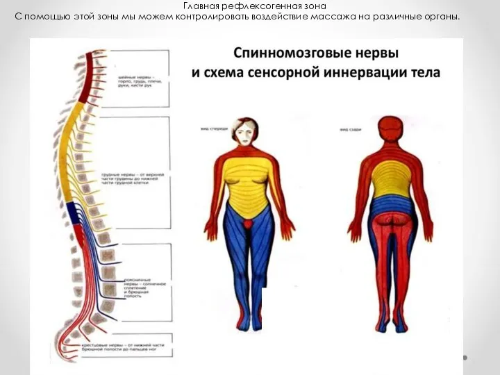 Главная рефлексогенная зона С помощью этой зоны мы можем контролировать воздействие массажа на различные органы.