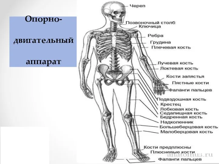 Опорно-двигательный аппарат