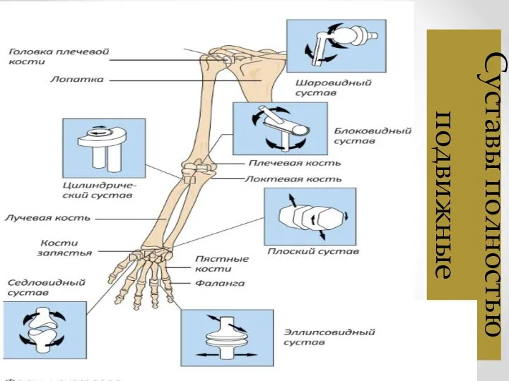 Суставы полностью подвижные