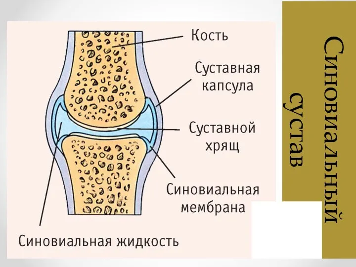 Синовиальный сустав