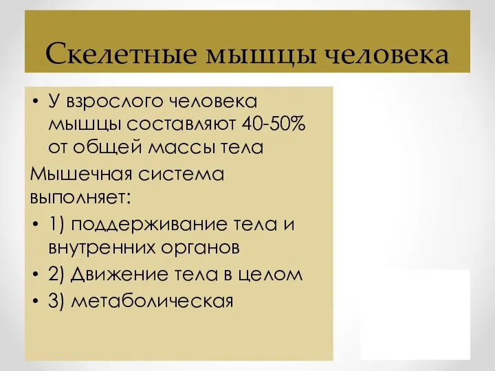 Скелетные мышцы человека У взрослого человека мышцы составляют 40-50% от общей массы