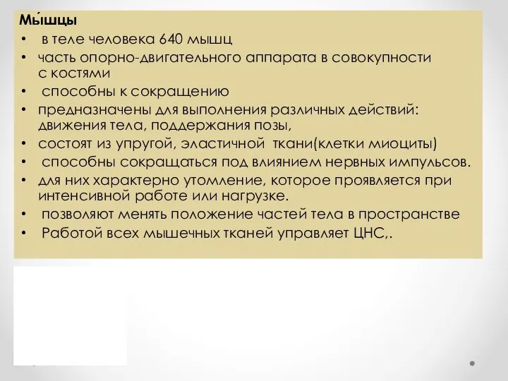 Мы́шцы в теле человека 640 мышц часть опорно-двигательного аппарата в совокупности с