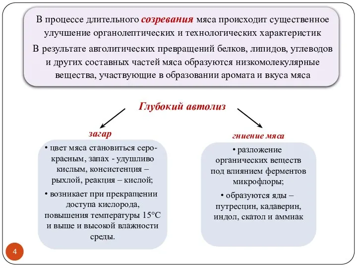 Глубокий автолиз гниение мяса разложение органических веществ под влиянием ферментов микрофлоры; образуются