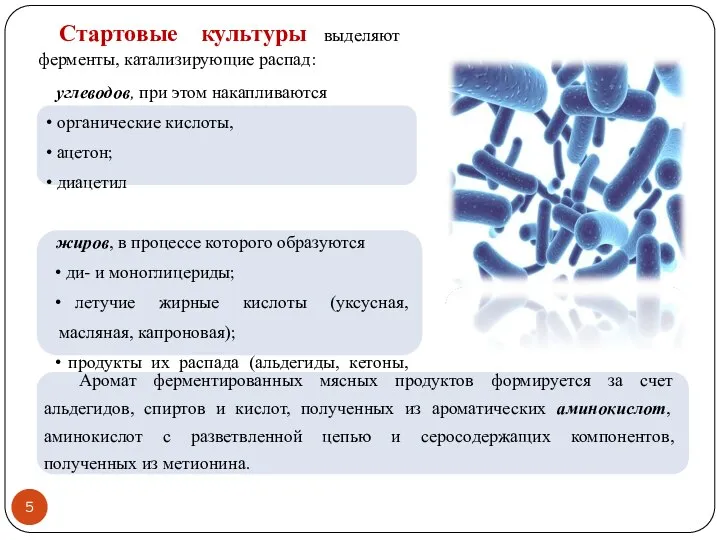 Стартовые культуры выделяют ферменты, катализирующие распад: углеводов, при этом накапливаются органические кислоты,