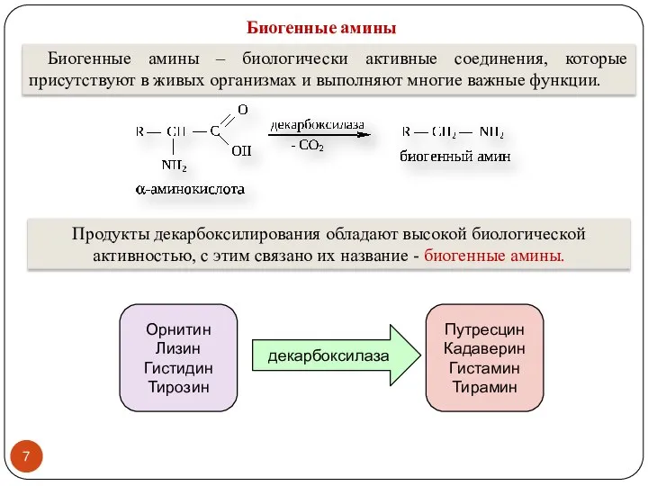 Биогенные амины Биогенные амины – биологически активные соединения, которые присутствуют в живых