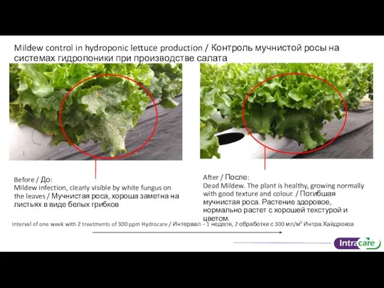 Mildew control in hydroponic lettuce production / Контроль мучнистой росы на системах