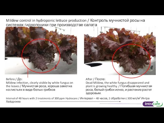 Mildew control in hydroponic lettuce production / Контроль мучнистой росы на системах