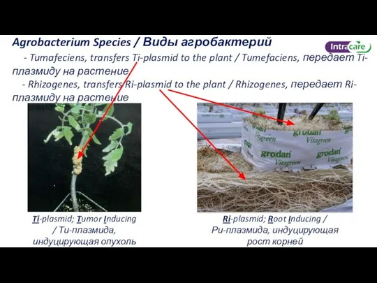 Agrobacterium Species / Виды агробактерий - Tumafeciens, transfers Ti-plasmid to the plant