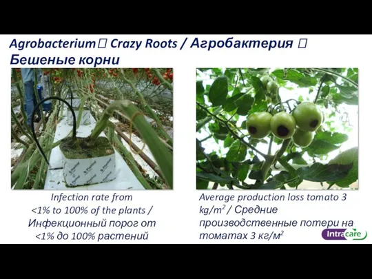 Agrobacterium? Crazy Roots / Агробактерия ? Бешеные корни Infection rate from Average