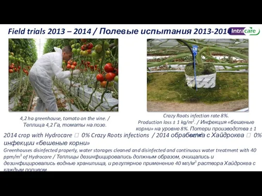 4,2 ha greenhouse, tomato on the vine. / Теплица 4,2 Га, томаты