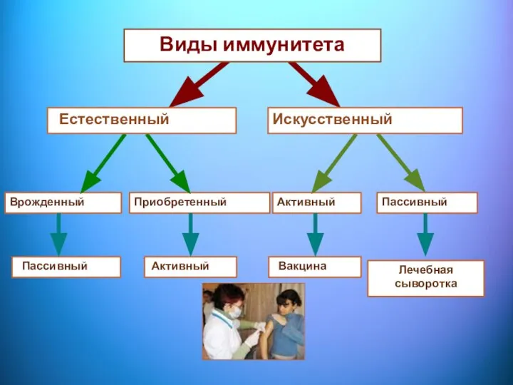 Врожденный Приобретенный Активный Пассивный Вакцина Лечебная сыворотка Пассивный Активный Виды иммунитета Естественный Искусственный