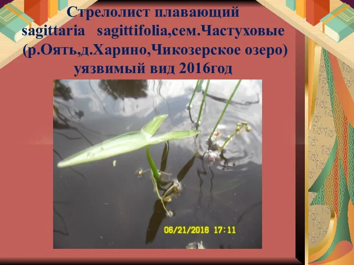 Стрелолист плавающий sagittaria sagittifolia,сем.Частуховые (р.Оять,д.Харино,Чикозерское озеро) уязвимый вид 2016год