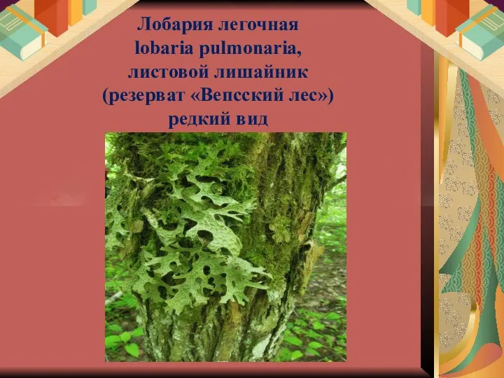 Лобария легочная lobaria pulmonaria, листовой лишайник (резерват «Вепсский лес») редкий вид