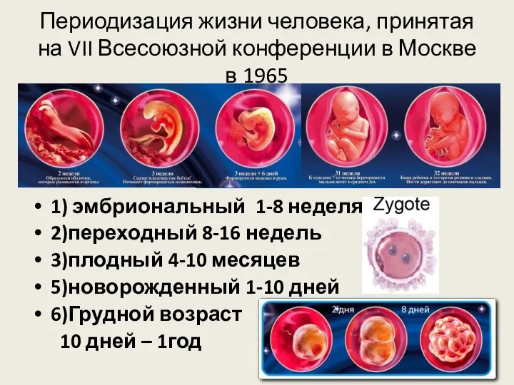 Периодизация жизни человека, принятая на VII Всесоюзной конференции в Москве в 1965