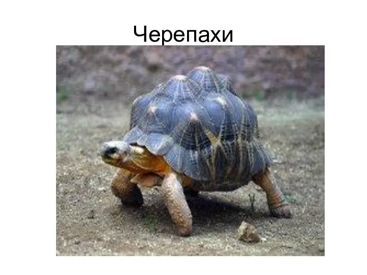 Черепахи