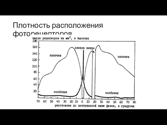 Плотность расположения фоторецепторов