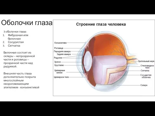 Оболочки глаза 3 оболочки глаза: Фиброзная или белочная Сосудистая Сетчатка Белочная состоит
