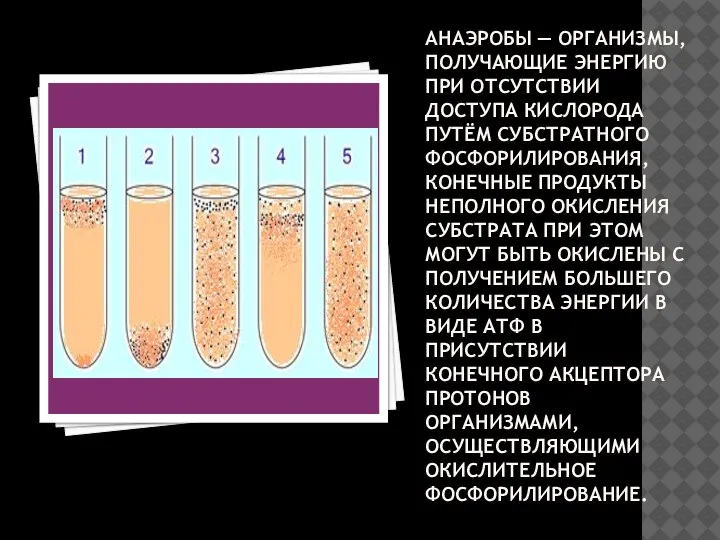 АНАЭРОБЫ — ОРГАНИЗМЫ, ПОЛУЧАЮЩИЕ ЭНЕРГИЮ ПРИ ОТСУТСТВИИ ДОСТУПА КИСЛОРОДА ПУТЁМ СУБСТРАТНОГО ФОСФОРИЛИРОВАНИЯ,