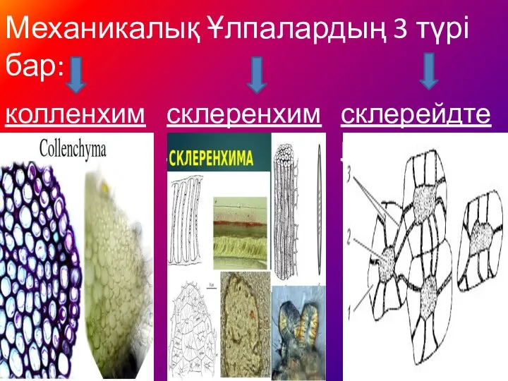 Механикалық Ұлпалардың 3 түрі бар: колленхима склеренхима склерейдтер