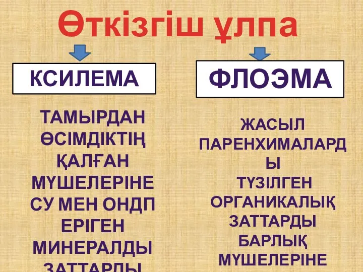 Өткізгіш ұлпа ТАМЫРДАН ӨСІМДІКТІҢ ҚАЛҒАН МҮШЕЛЕРІНЕ СУ МЕН ОНДП ЕРІГЕН МИНЕРАЛДЫ ЗАТТАРДЫ