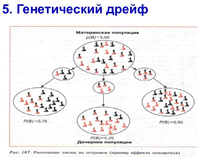 5. Генетический дрейф