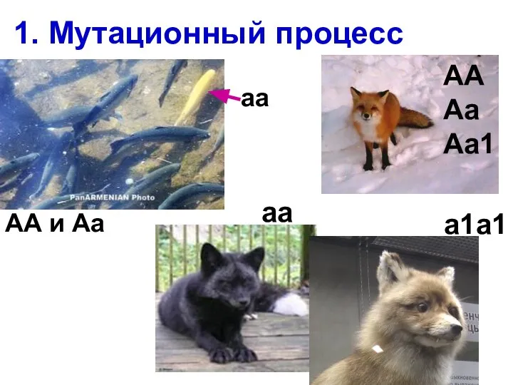 1. Мутационный процесс АА Аа Аа1 аа а1а1 аа АА и Аа