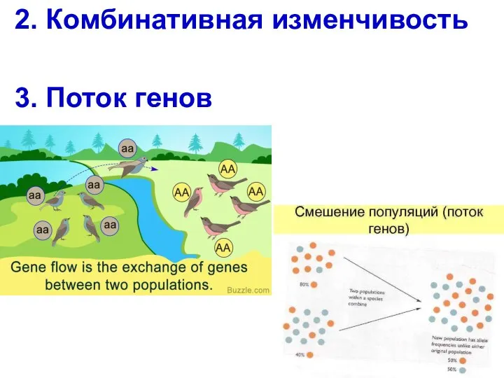 2. Комбинативная изменчивость 3. Поток генов