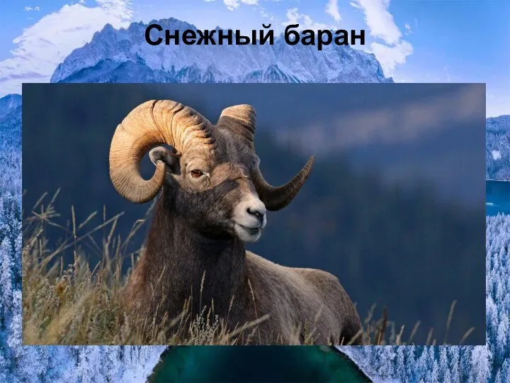 Снежный баран