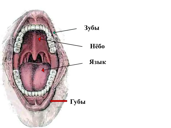 Зубы Язык Губы Нёбо