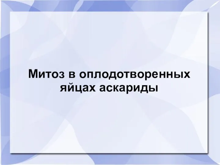 Митоз в оплодотворенных яйцах аскариды