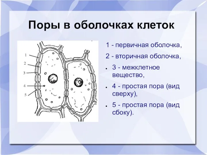 Поры в оболочках клеток 1 - первичная оболочка, 2 - вторичная оболочка,